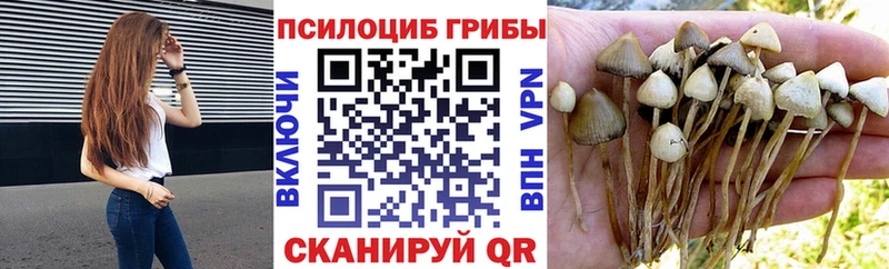 ссылка на мегу маркетплейс  Тосно  Галлюциногенные грибы Psilocybine cubensis 